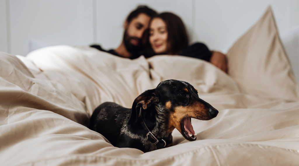 Was die Forschung über das Schlafen mit Ihrem Hund aussagt